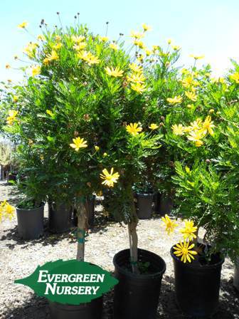 EURYOPS pectinatus (patio tree) | Evergreen Nursery